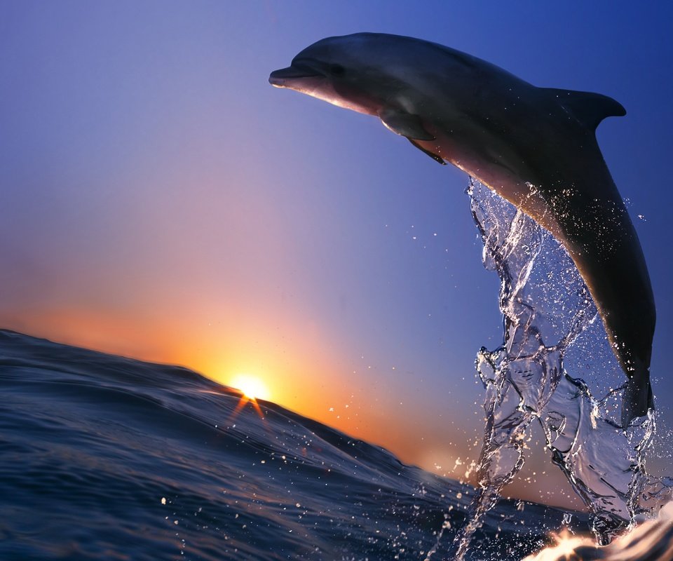 Обои море, брызги, прыжок, океан, животное, дельфин, sea, squirt, jump, the ocean, animal, dolphin разрешение 4992x3521 Загрузить