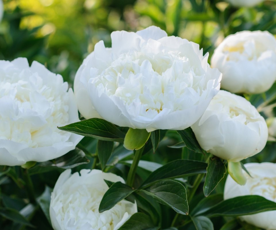 Обои макро, белый, пионы, macro, white, peonies разрешение 3000x1964 Загрузить