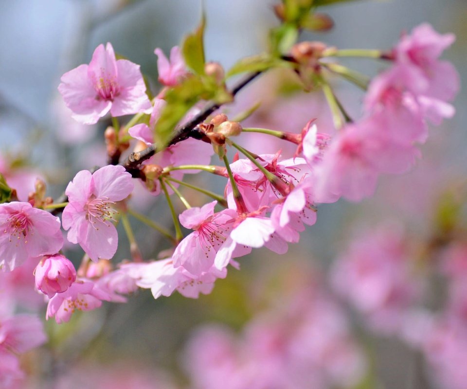 Обои ветка, весна, розовый, вишня, сакура, branch, spring, pink, cherry, sakura разрешение 2048x1356 Загрузить