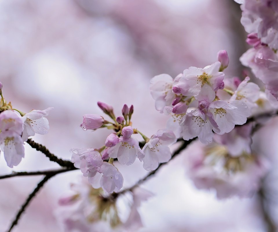 Обои ветка, природа, цветение, весна, сакура, боке, branch, nature, flowering, spring, sakura, bokeh разрешение 2048x1365 Загрузить