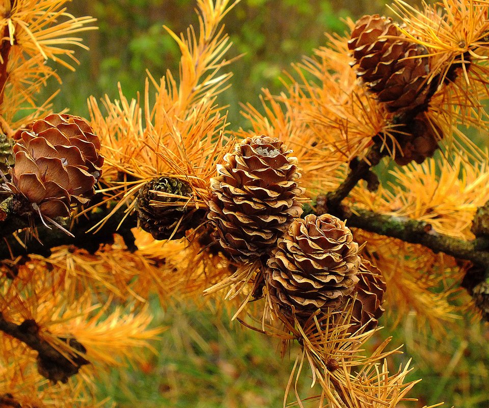 Обои ветка, хвоя, макро, осень, шишки, иголки, лиственница, branch, needles, macro, autumn, bumps, larch разрешение 2048x1398 Загрузить