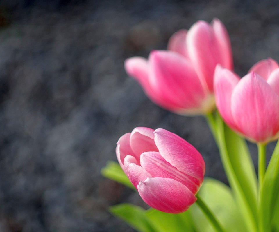 Обои бутоны, тюльпаны, боке, buds, tulips, bokeh разрешение 2048x1536 Загрузить