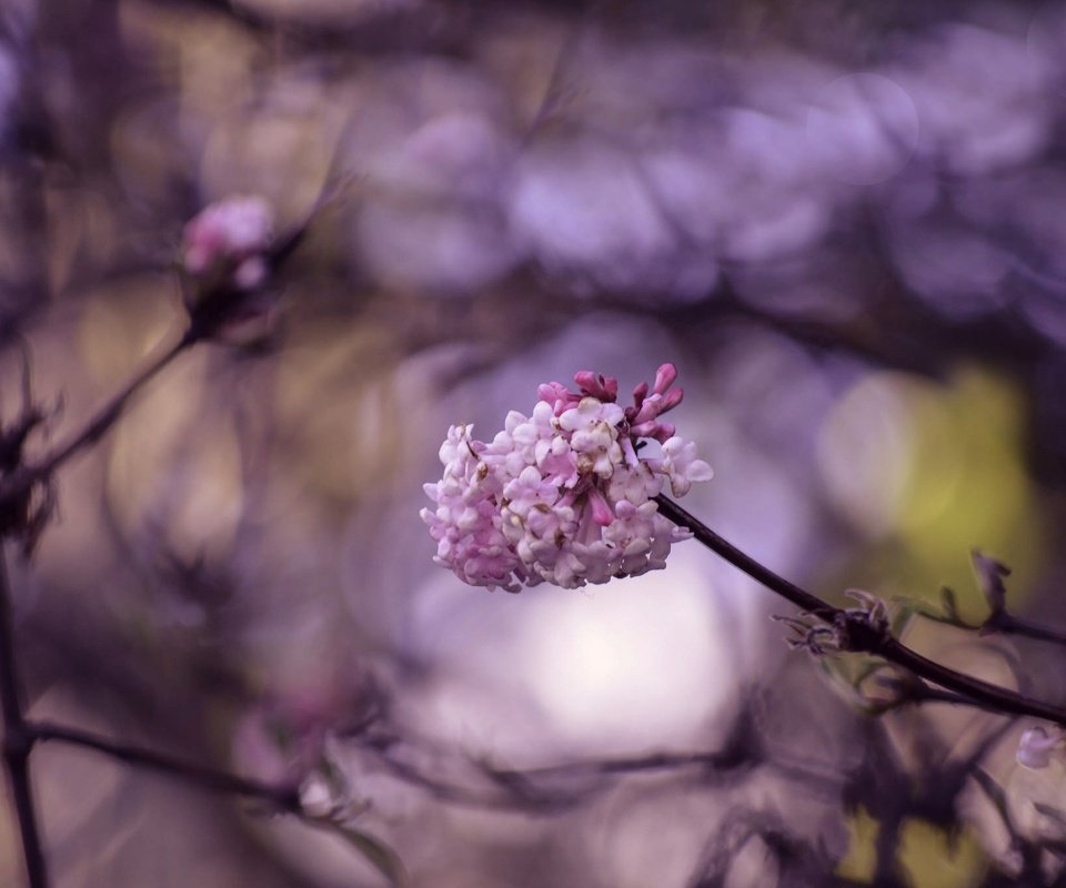 Обои цветение, макро, ветки, весна, цветки, боке, flowering, macro, branches, spring, flowers, bokeh разрешение 2048x1356 Загрузить