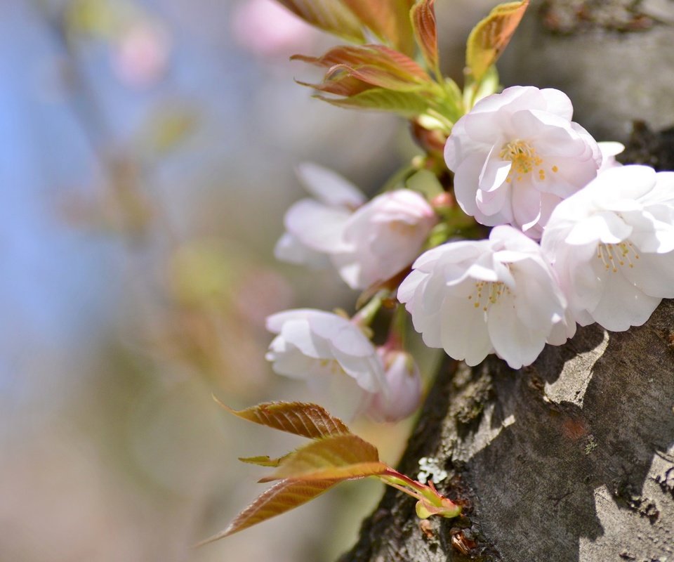 Обои дерево, весна, вишня, сакура, tree, spring, cherry, sakura разрешение 2048x1356 Загрузить