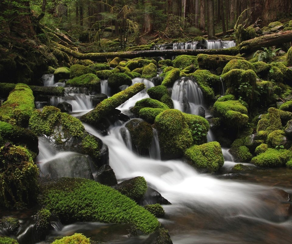 Обои вода, река, камни, зелень, лес, мох, water, river, stones, greens, forest, moss разрешение 2048x1365 Загрузить