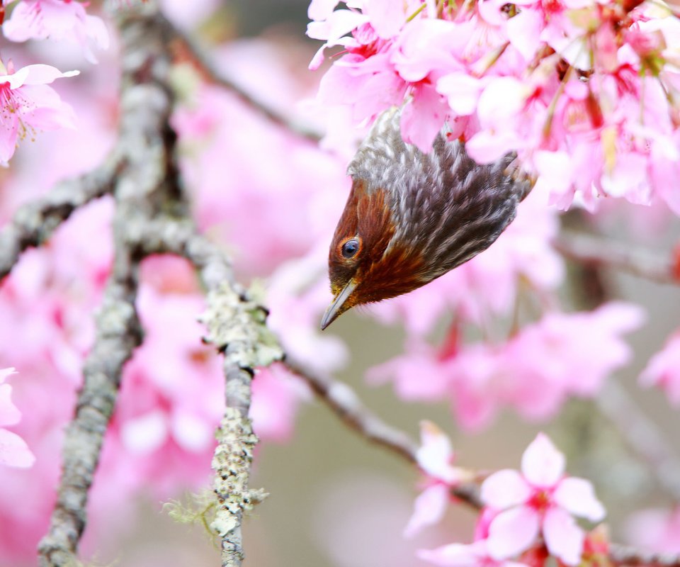 Обои дерево, цветение, птица, весна, tree, flowering, bird, spring разрешение 2048x1365 Загрузить