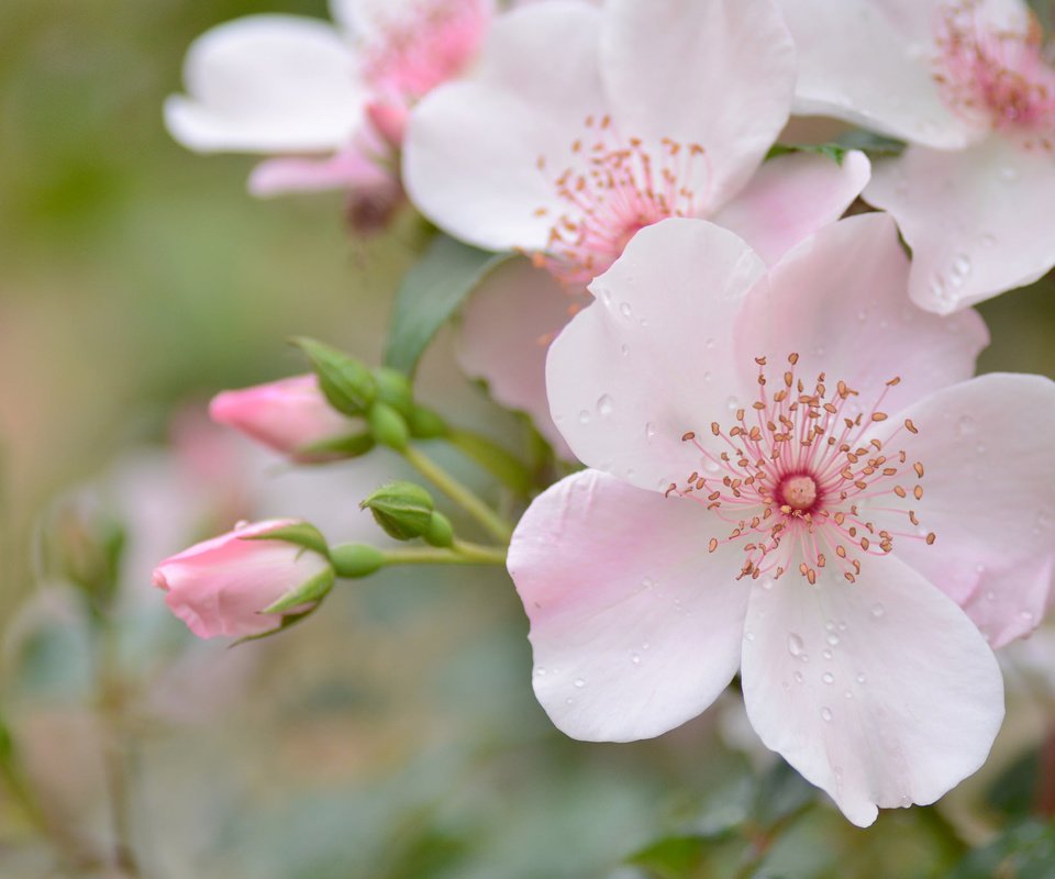 Обои цветы, бутоны, макро, капли, лепестки, шиповник, розовый, нежность, flowers, buds, macro, drops, petals, briar, pink, tenderness разрешение 2048x1356 Загрузить