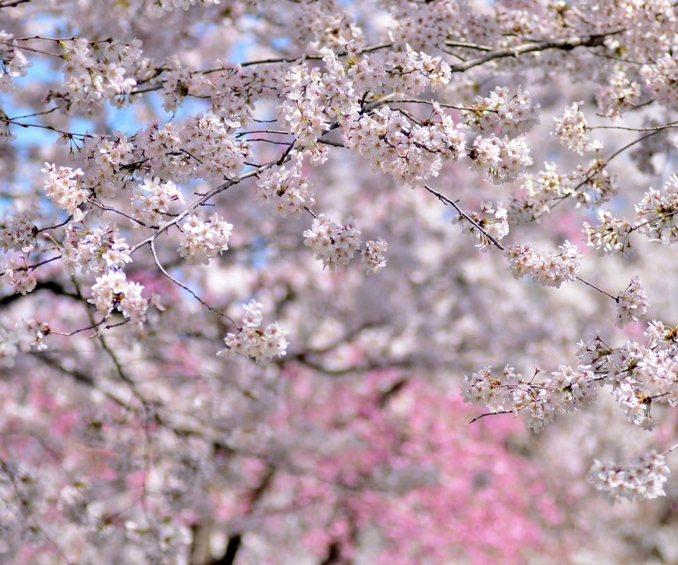 Обои деревья, цветение, весна, вишня, сакура, trees, flowering, spring, cherry, sakura разрешение 2048x1356 Загрузить