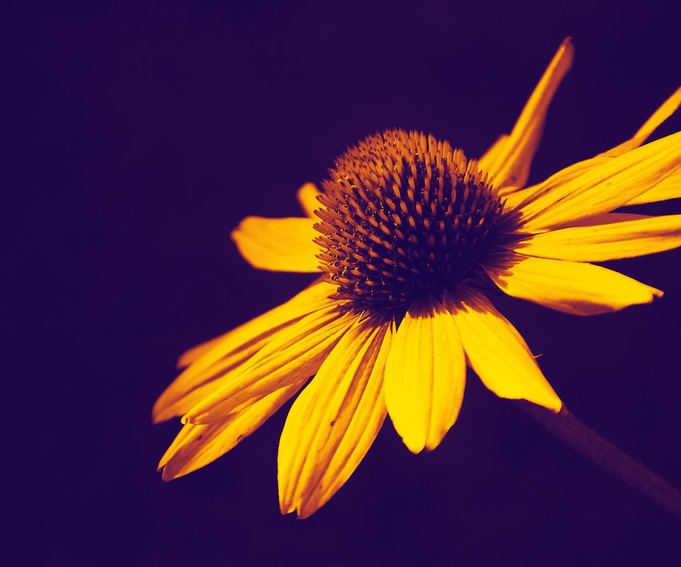 Обои желтый, фон, цветок, лепестки, yellow, background, flower, petals разрешение 3008x1923 Загрузить