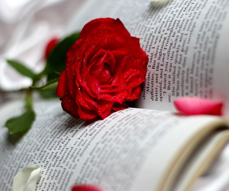 Обои цветок, роза, книга, flower, rose, book разрешение 1920x1080 Загрузить