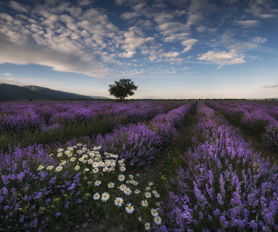 Обои цветы, природа, поле, лаванда, лето, луг, ромашки, flowers, nature, field, lavender, summer, meadow, chamomile разрешение 2048x1566 Загрузить