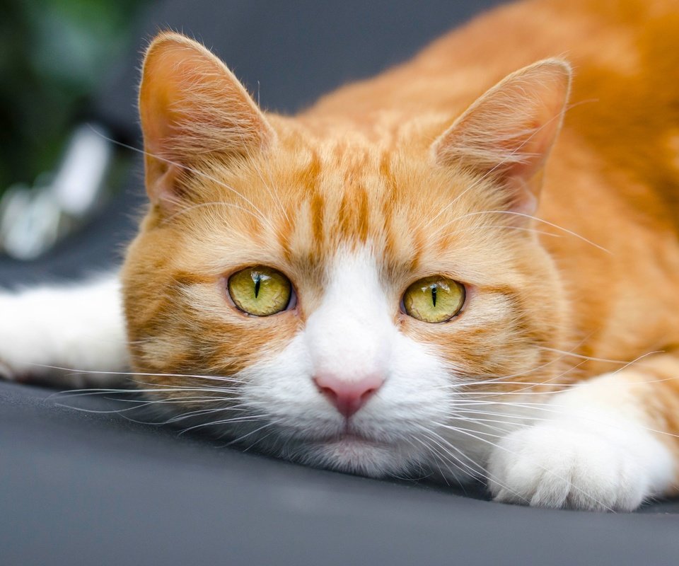 Обои кот, мордочка, кошка, взгляд, рыжий кот, cat, muzzle, look, red cat разрешение 4928x3264 Загрузить