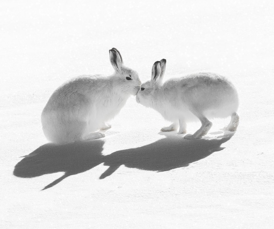 Обои снег, природа, зайцы, воздушны поцелуй, горный заяц, snow, nature, rabbits, kiss, mountain hare разрешение 2047x1321 Загрузить