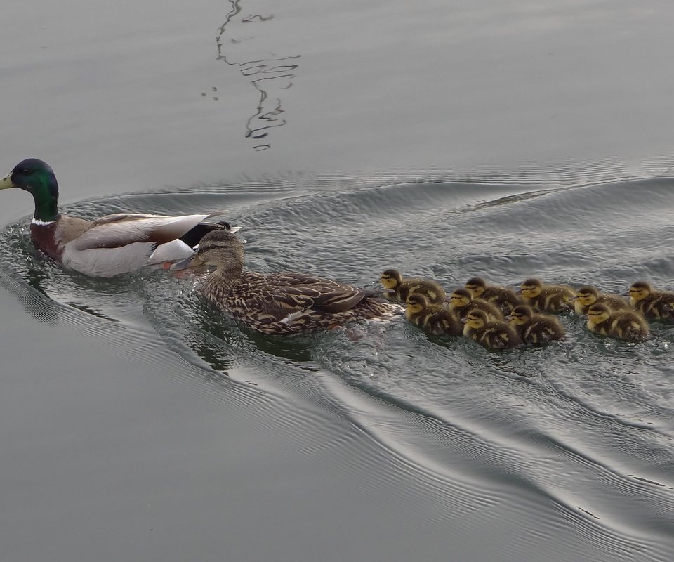 Обои вода, озеро, птицы, семья, утята, утка, water, lake, birds, family, ducklings, duck разрешение 2048x1152 Загрузить