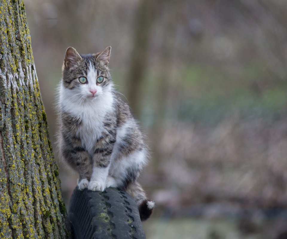 Обои глаза, фон, кошка, взгляд, eyes, background, cat, look разрешение 2048x1280 Загрузить