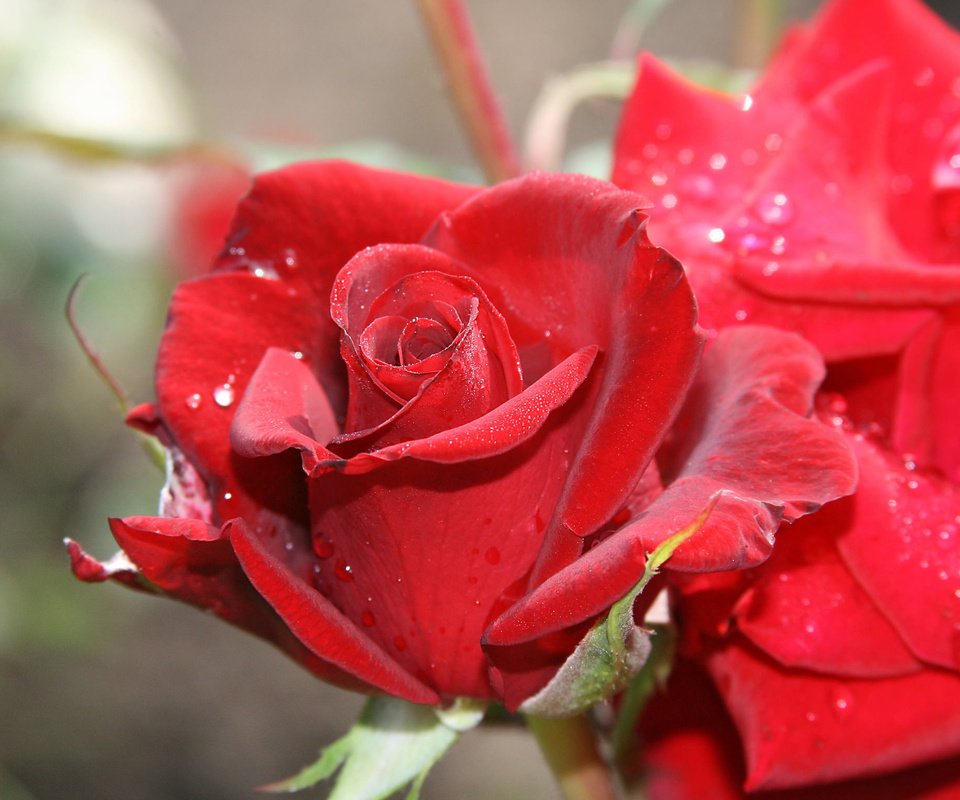 Обои макро, роза, бутон, macro, rose, bud разрешение 2048x1536 Загрузить