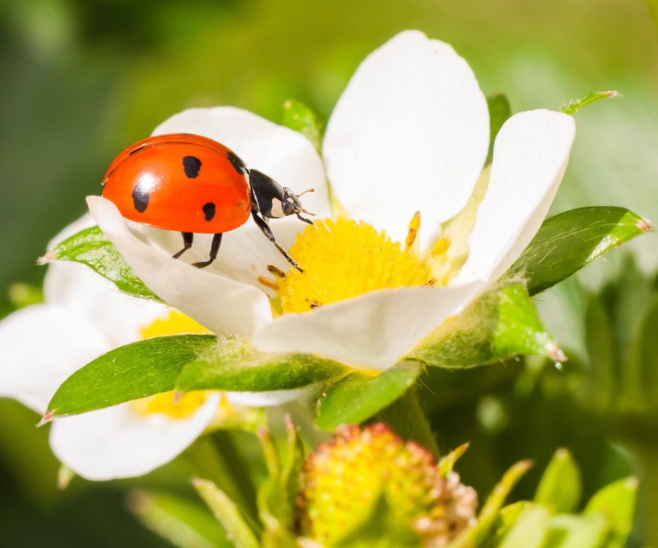 Обои жук, макро, насекомое, цветок, клубника, божья коровка, beetle, macro, insect, flower, strawberry, ladybug разрешение 3785x2514 Загрузить