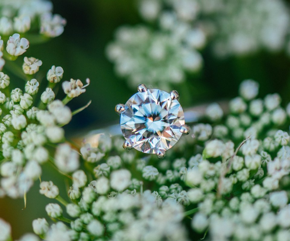 Обои цветы, камень, кольцо, обручальное, flowers, stone, ring, wedding разрешение 6016x4016 Загрузить