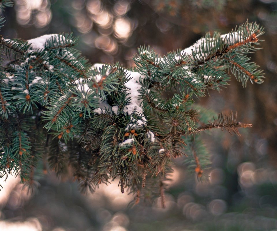 Обои снег, елка, хвоя, зима, ветки, иголки, snow, tree, needles, winter, branches разрешение 4288x2848 Загрузить