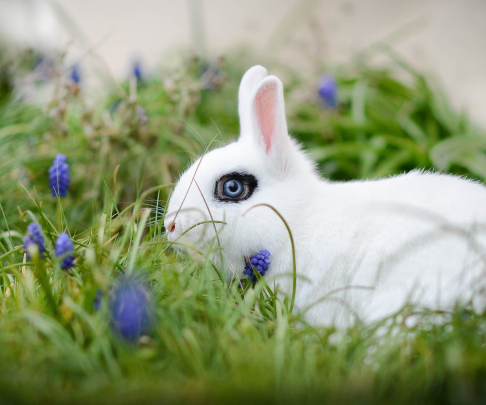 Обои цветы, трава, белый, кролик, боке, белый кролик, flowers, grass, white, rabbit, bokeh, white rabbit разрешение 3600x2209 Загрузить