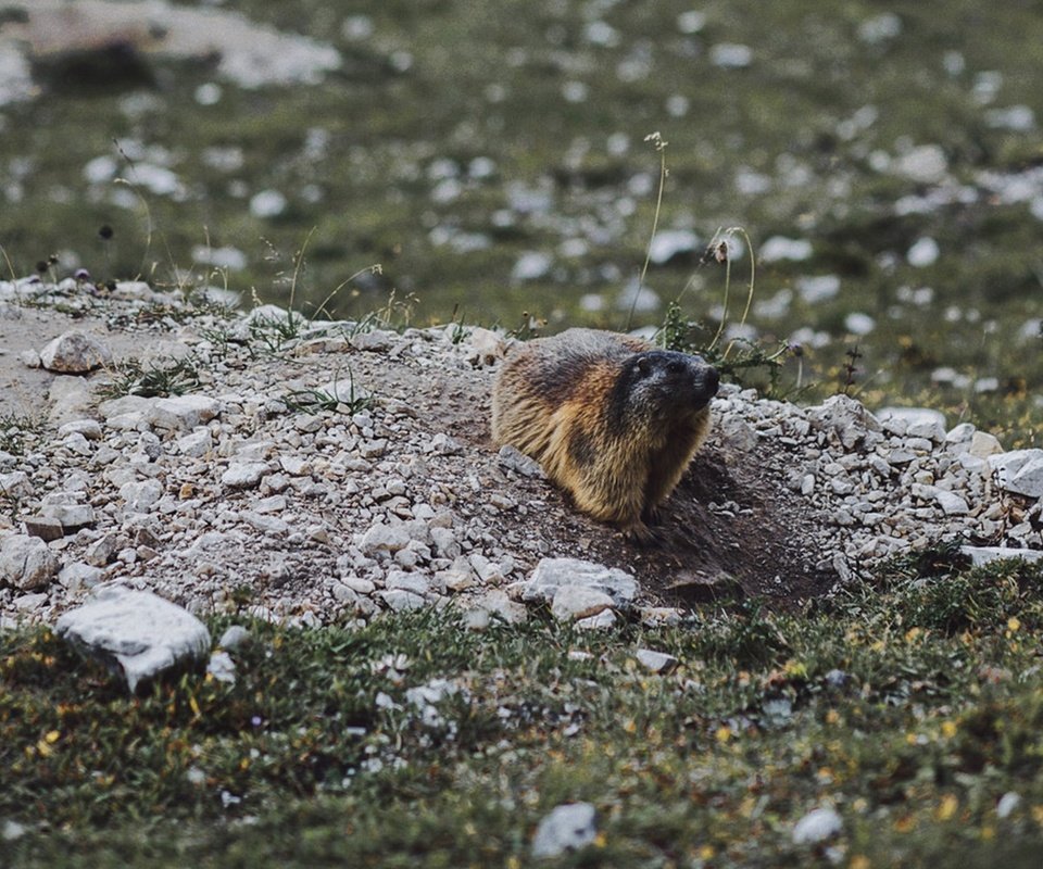 Обои животное, сурок, грызун, animal, marmot, rodent разрешение 1920x1080 Загрузить