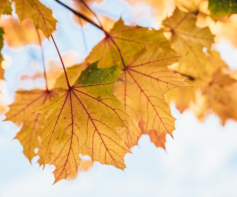 Обои листья, осень, клен, кленовый лист, желтые, осенние листья, leaves, autumn, maple, maple leaf, yellow, autumn leaves разрешение 2048x1534 Загрузить