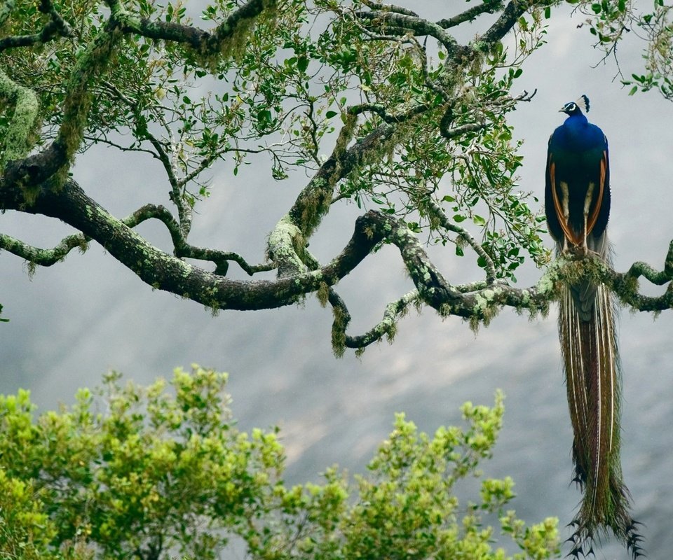 Обои птица, павлин, джунгли, изморось, красочная,     дерево, bird, peacock, jungle, mist, colorful, tree разрешение 2560x1600 Загрузить