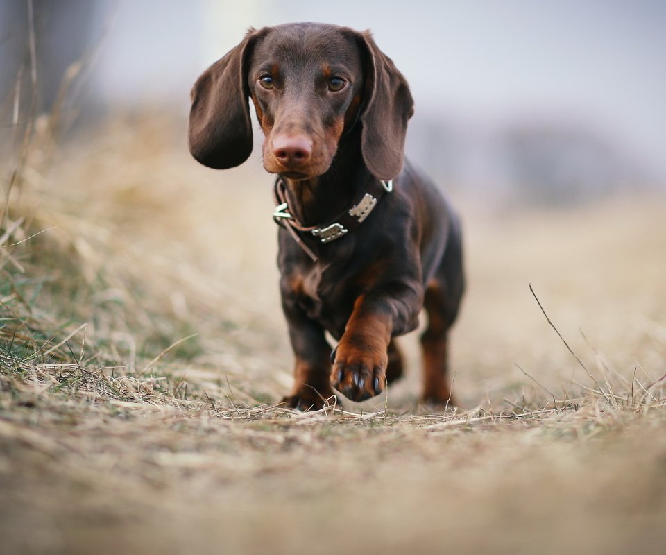 Обои взгляд, собака, друг, такса, look, dog, each, dachshund разрешение 2047x1217 Загрузить