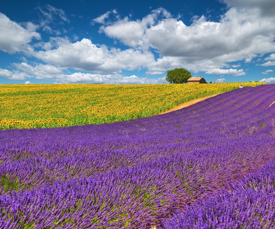 Обои небо, облака, желтый, поле, лаванда, подсолнухи, сиреневый, the sky, clouds, yellow, field, lavender, sunflowers, lilac разрешение 2000x1278 Загрузить