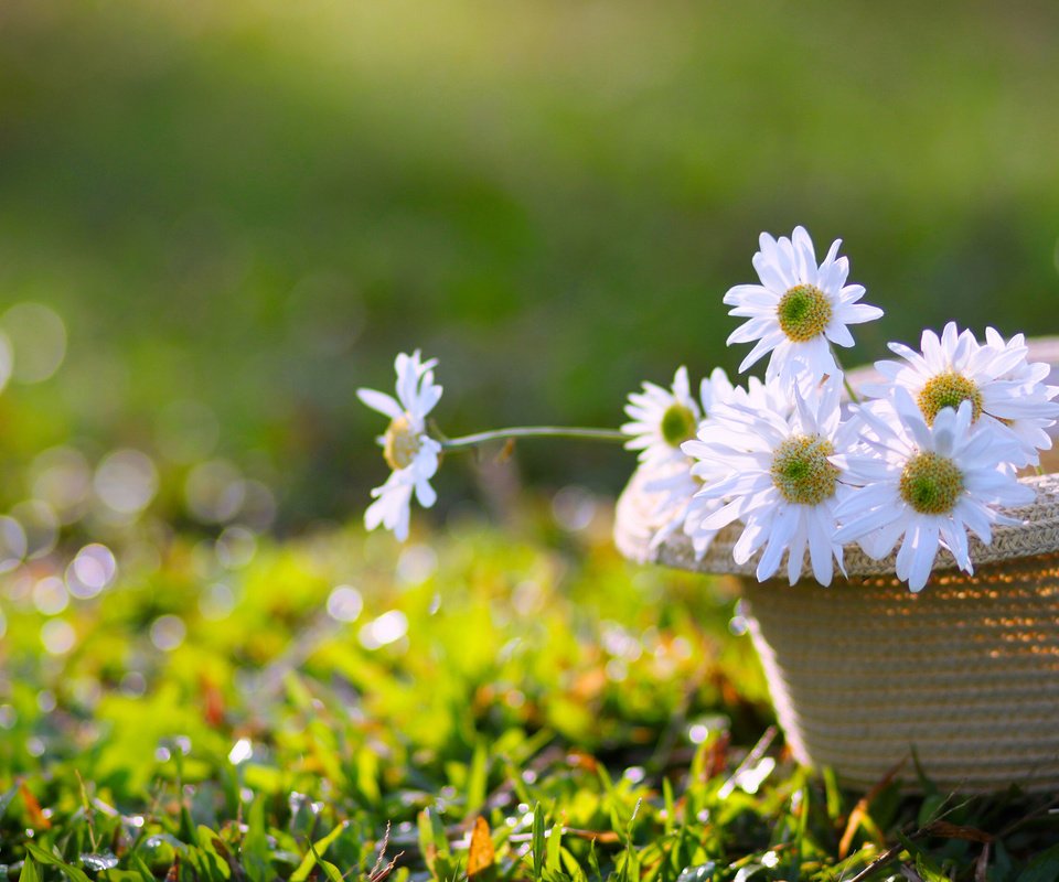 Обои цветы, трава, ромашки, белые, шляпа, боке, flowers, grass, chamomile, white, hat, bokeh разрешение 2835x1890 Загрузить