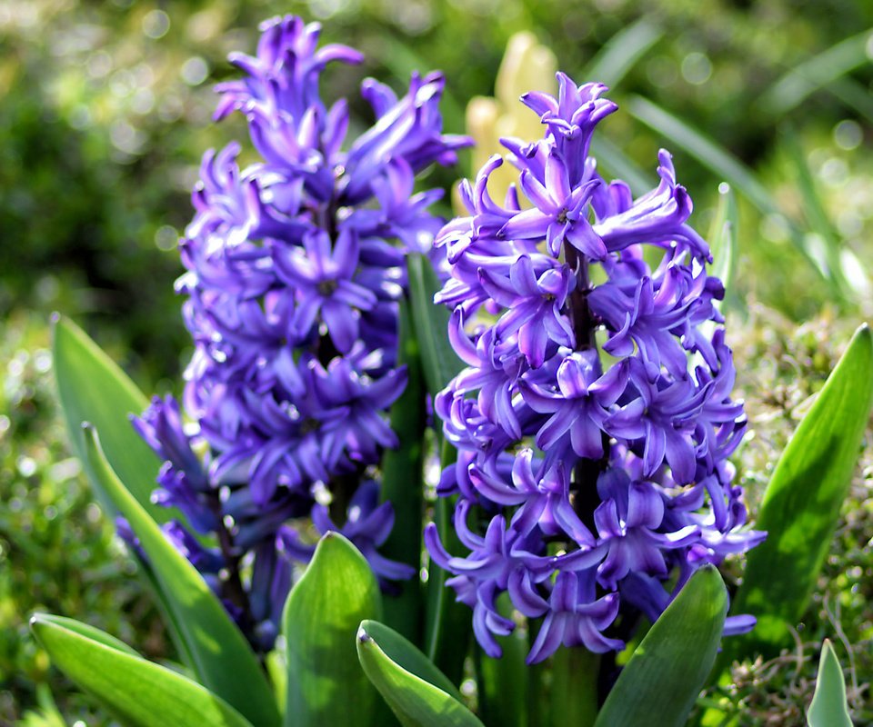 Обои цветы, весна, фиолетовые, гиацинты, flowers, spring, purple, hyacinths разрешение 2048x1365 Загрузить