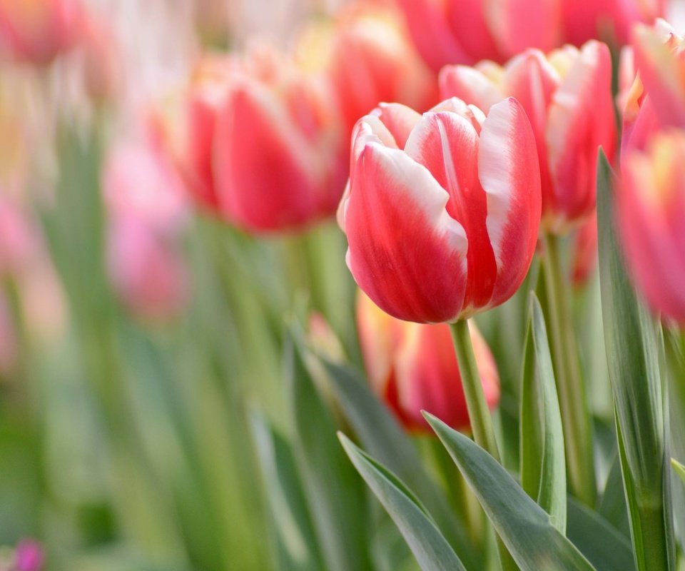 Обои макро, весна, тюльпаны, macro, spring, tulips разрешение 2048x1370 Загрузить