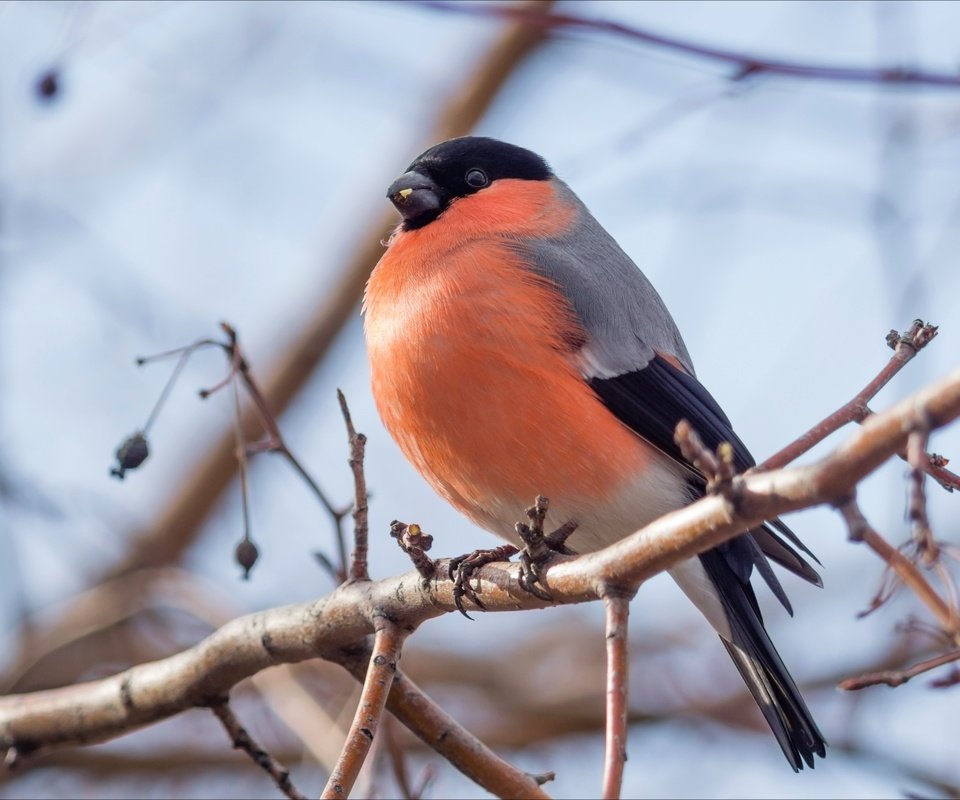 Обои ветка, птица, клюв, перья, снегирь, branch, bird, beak, feathers, bullfinch разрешение 2400x1600 Загрузить