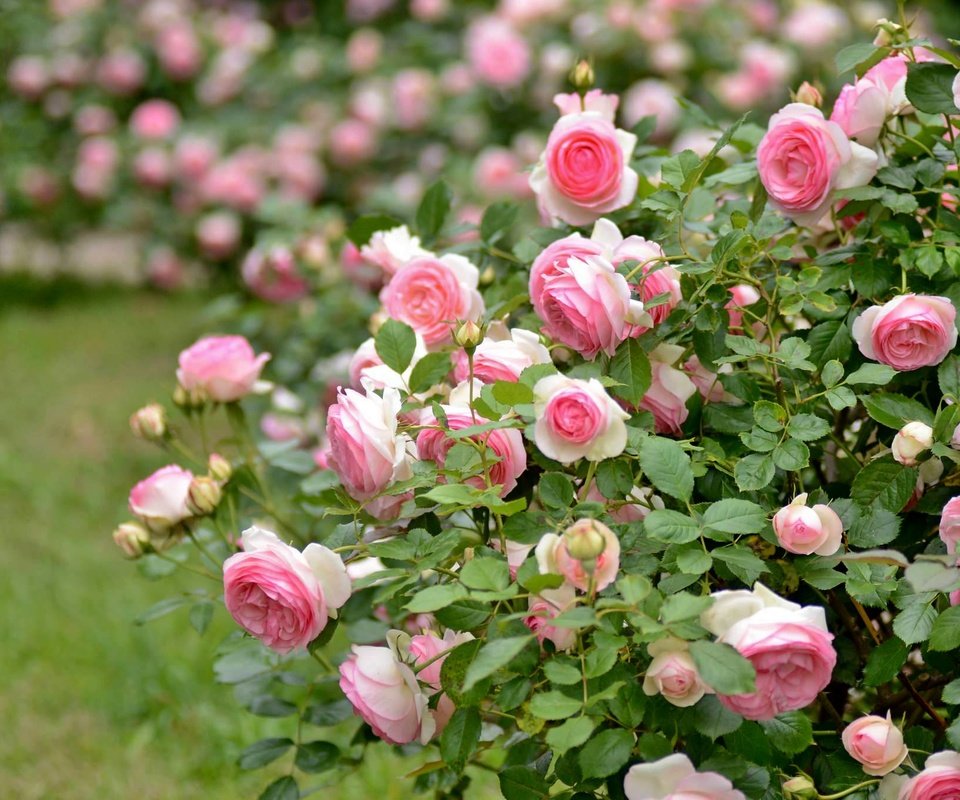 Обои розы, розовый, куст, roses, pink, bush разрешение 2048x1356 Загрузить