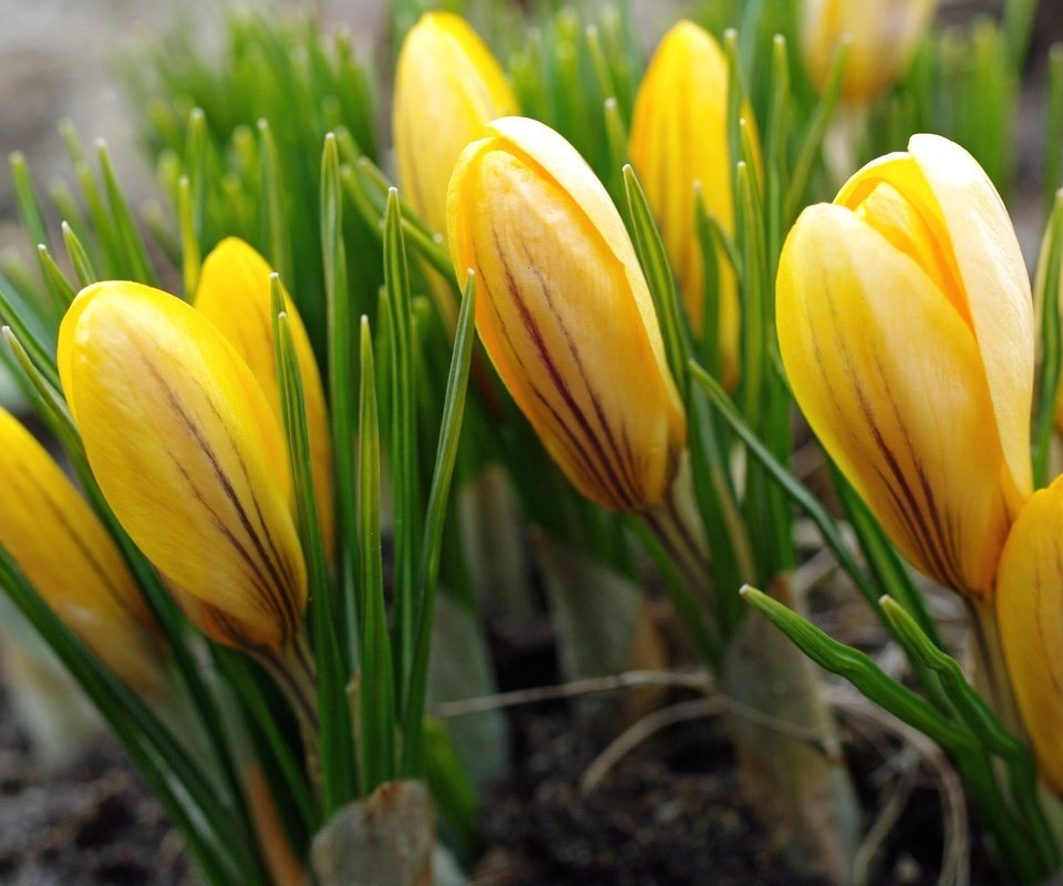 Обои цветы, желтый, бутоны, лепестки, весна, крокусы, flowers, yellow, buds, petals, spring, crocuses разрешение 2232x1484 Загрузить