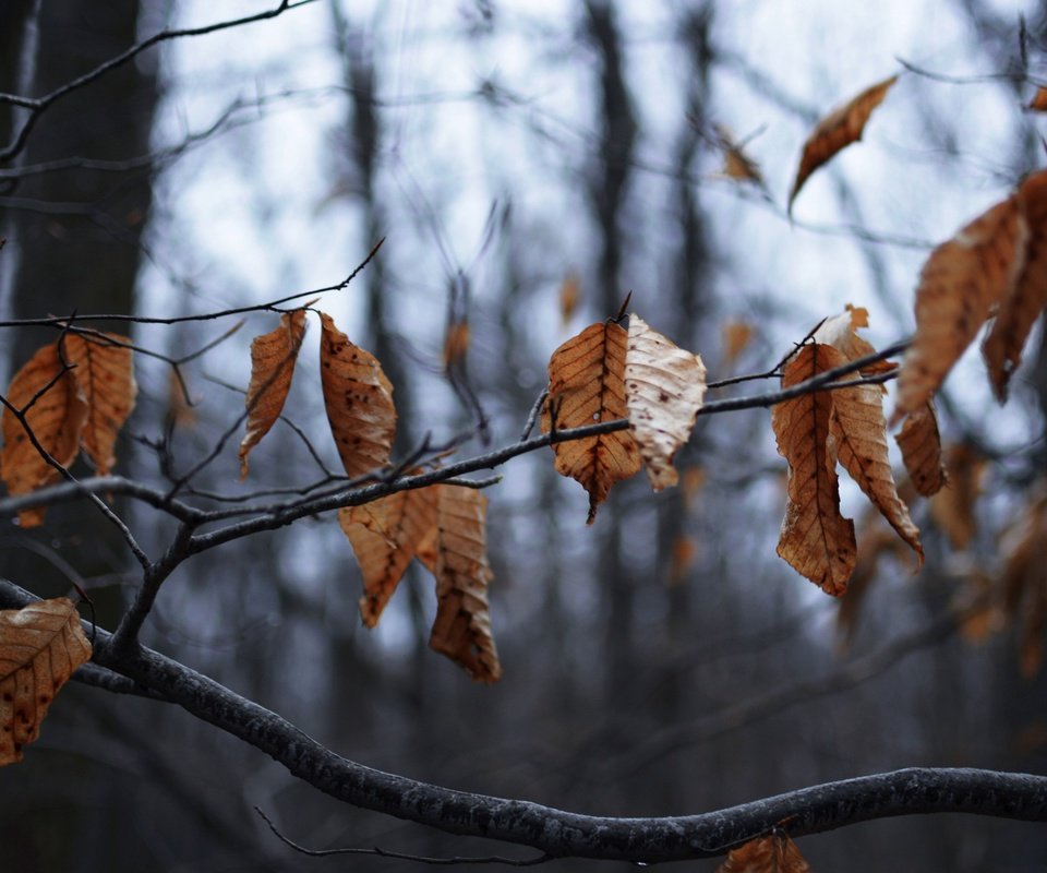 Обои дерево, листья, ветки, осень, сухие, tree, leaves, branches, autumn, dry разрешение 2880x1920 Загрузить