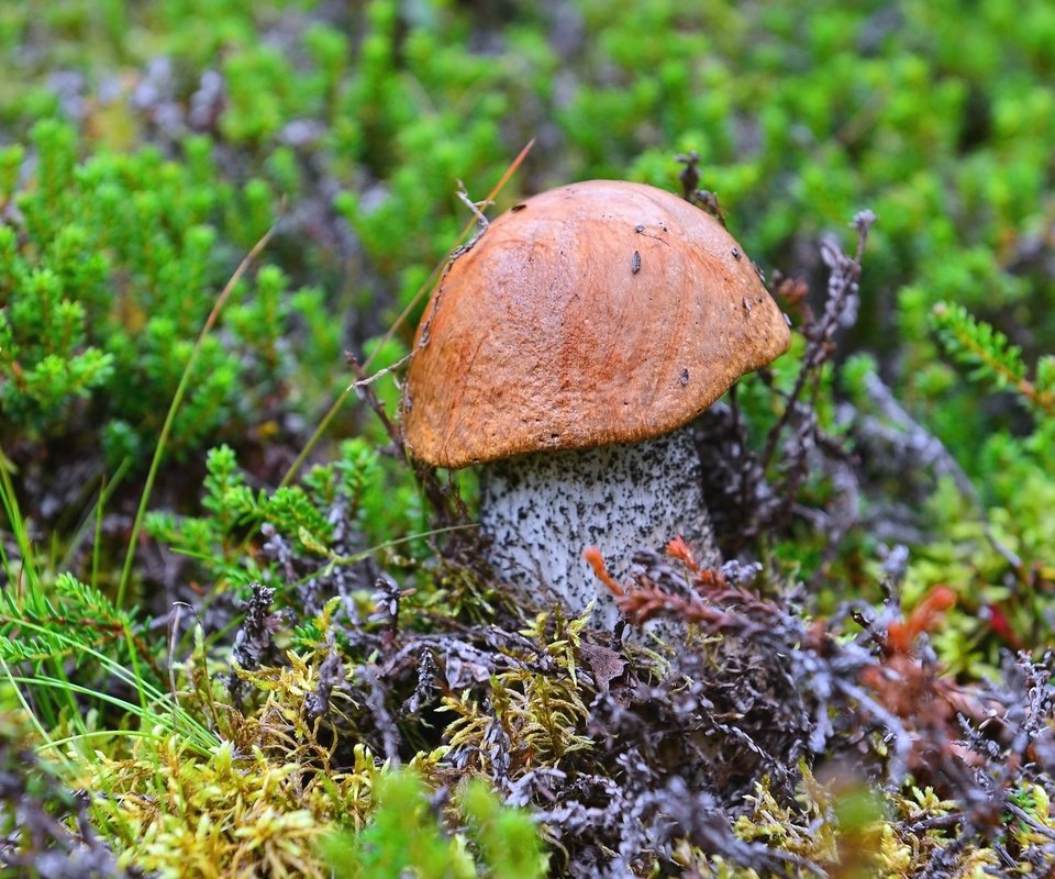 Обои гриб, мох, подосиновик, mushroom, moss, boletus разрешение 2048x1367 Загрузить