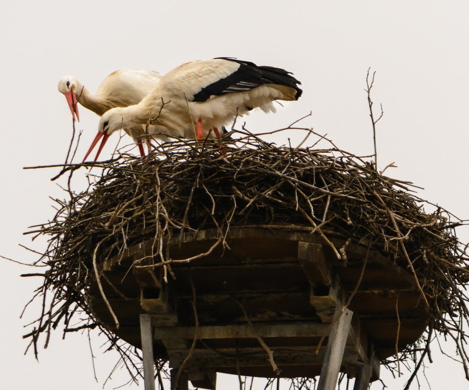 Обои природа, птицы, клюв, перья, гнездо, аисты, белый аист, nature, birds, beak, feathers, socket, storks разрешение 2000x1333 Загрузить