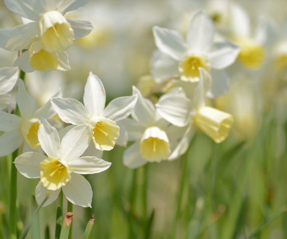 Обои макро, весна, нарциссы, macro, spring, daffodils разрешение 2048x1356 Загрузить