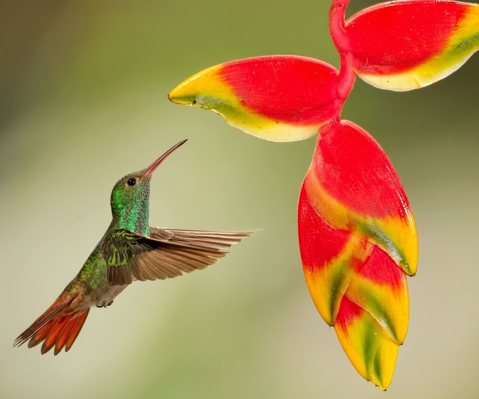 Обои полет, цветок, птица, тропики, колибри, кроха, flight, flower, bird, tropics, hummingbird, baby разрешение 2048x1298 Загрузить