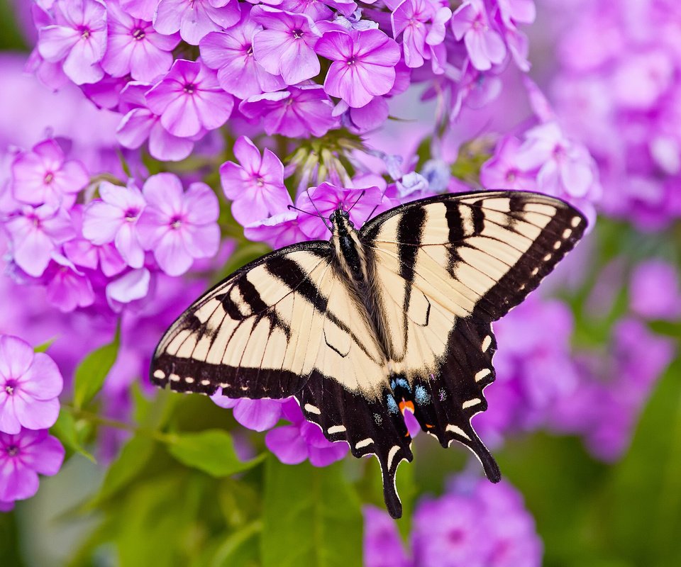 Обои цветы, макро, бабочка, парусник главк, флоксы, flowers, macro, butterfly, papilio glaucus, phlox разрешение 2048x1612 Загрузить