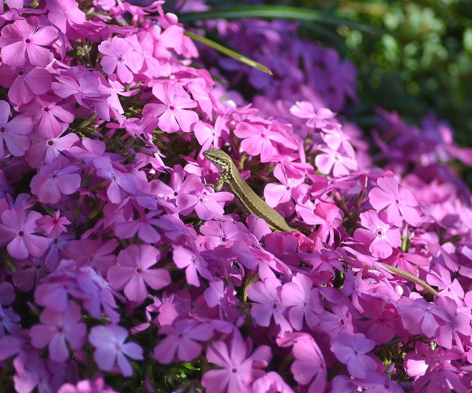 Обои свет, цветы, тень, ящерица, розовые, флоксы, light, flowers, shadow, lizard, pink, phlox разрешение 2048x1365 Загрузить