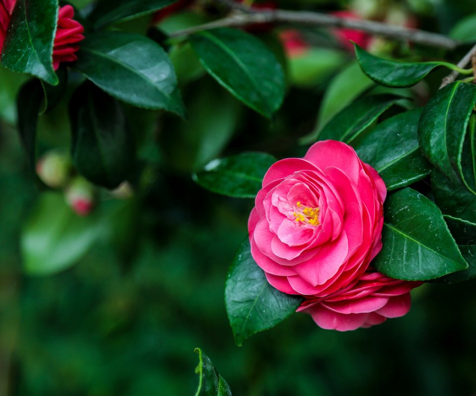 Обои дерево, розовый, яркий, камелия, tree, pink, bright, camellia разрешение 2048x1365 Загрузить