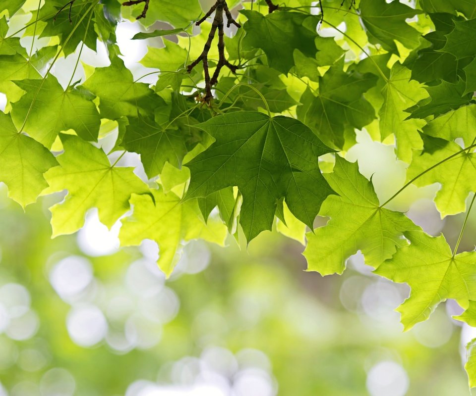 Обои дерево, листья, зелёный, клен, tree, leaves, green, maple разрешение 2048x1365 Загрузить