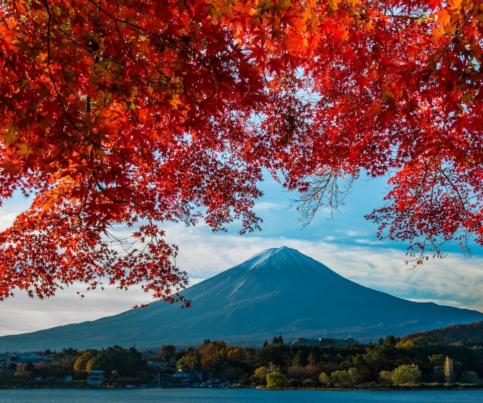 Обои гора, осень, япония, клен, фудзияма, mountain, autumn, japan, maple, fuji разрешение 2400x1597 Загрузить