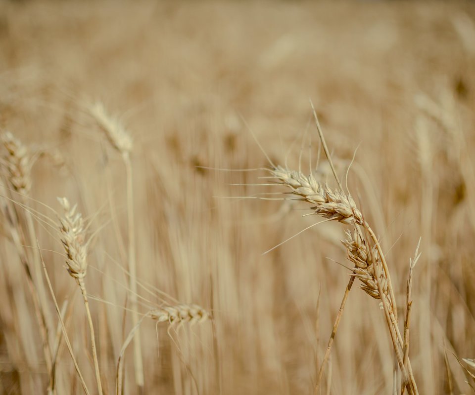 Обои природа, поле, пшеница, колоски, много, nature, field, wheat, spikelets, a lot разрешение 2048x1357 Загрузить