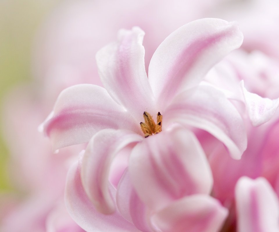 Обои макро, розовый, гиацинт, macro, pink, hyacinth разрешение 2048x1372 Загрузить