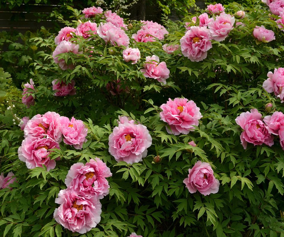 Обои розовый, куст, пионы, pink, bush, peonies разрешение 2400x1590 Загрузить