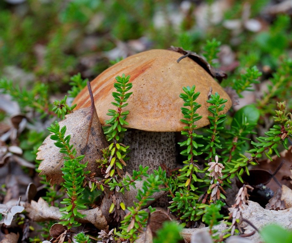 Обои гриб, мох, подосиновик, mushroom, moss, boletus разрешение 2700x1720 Загрузить