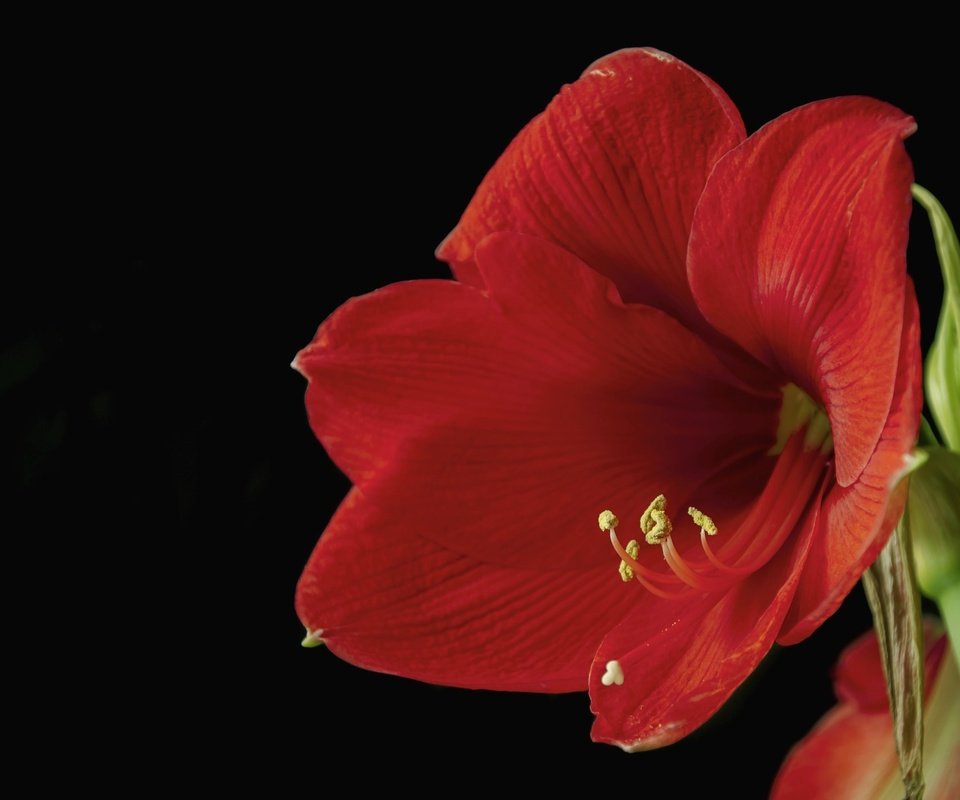 Обои макро, цветок, красный, черный фон, гиппеаструм, macro, flower, red, black background, there разрешение 2048x1403 Загрузить